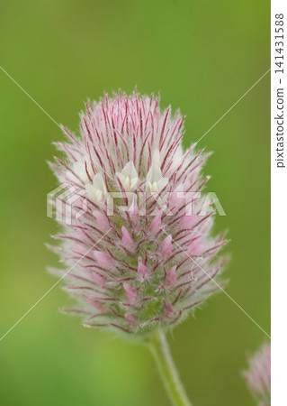 Closeup on a fluffy purple flowering hare's-foot clover, Trifolium arvense against a green blurred background Closeup on a fluffy purple flowering hare's-foot clover, Trifolium arvense against a green blurred background 141431588