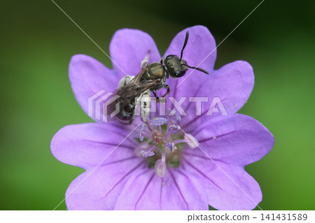 Closeup on a metallic green female furrow bee, Lasioglossum on a purple Geranium pyrenaicum flower 141431589