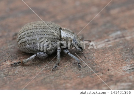 Close-up of a tiny gray insect on textured wood, showcasing intricate details of its body and legs in natural light Close-up of a tiny gray insect on textured wood, showcasing intricate details of its body and legs in natural light 141431596