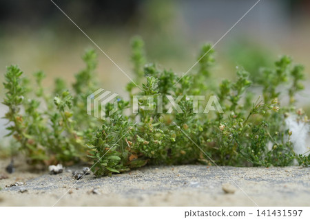 Small green Common or rock speedwell, Veronica arvensis groundcover plants thrive on concrete, showcasing resilience 141431597