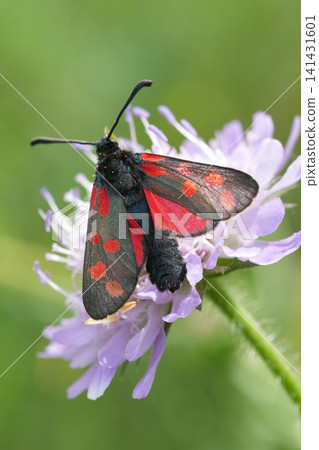 Elegant Six-Spot Burnet Moth, Zygaena filipendulae, Perch on Delicate Purple Scabious Flower Against Soft Green Background Elegant Six-Spot Burnet Moth, Zygaena filipendulae, Perch on Delicate Purple Scabious Flower Against Soft Green Background 141431601