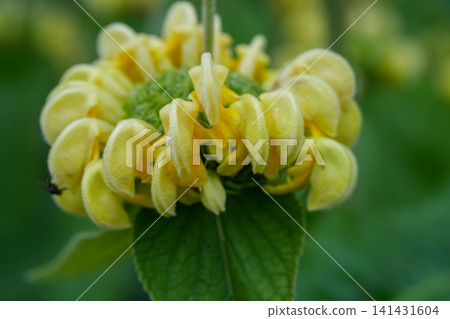 Close-up of a vibrant yellow Turkish sage, Phlomis russeliana bloom with unique textured petals and green foliage in natural light Close-up of a vibrant yellow Turkish sage, Phlomis russeliana bloom with unique textured petals and green foliage in natural light 141431604