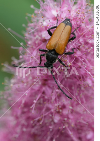 Closeup on a European Tawny Longhorn beetle, Paracorymbia fulva on a Spiraea douglasii flower Closeup on a European Tawny Longhorn beetle, Paracorymbia fulva on a Spiraea douglasii flower 141431606