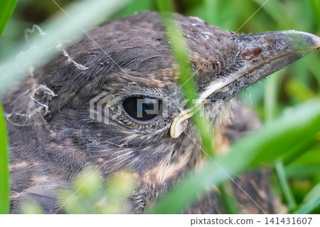 Close-up portrait of a curious young fledgling Common European blackbird, Turdus merula bird peeking from lush green grass Close-up portrait of a curious young fledgling Common European blackbird, Turdus merula bird peeking from lush green grass 141431607