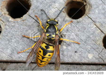 Closeup on a queen German yellow-jacked or wasp , Vespula germanica on a bee-hotel Closeup on a queen German yellow-jacked or wasp , Vespula germanica on a bee-hotel 141431609