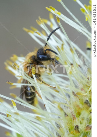 Closeup on a small male Short-fringed Mining Bee , Andrena dorsata feeding on a Goat Willow catkin Closeup on a small male Short-fringed Mining Bee , Andrena dorsata feeding on a Goat Willow catkin 141431611