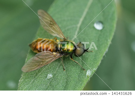 Closeup on a Broad Centurion Fly , Chloromyia formosa with open wings on a green leaf Closeup on a Broad Centurion Fly , Chloromyia formosa with open wings on a green leaf 141431626
