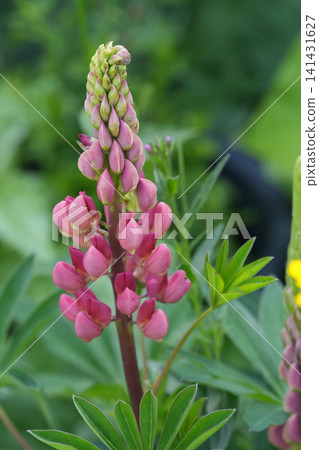 Vibrant Pink Floral Lupine Spike Bloom with Developing Buds and Green Foliage in a Lush Natural Garden Setting 141431627