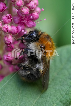 Closeup on a Brown banded bumblebee , Bombus pascuorum resting on a purple flower Closeup on a Brown banded bumblebee , Bombus pascuorum resting on a purple flower 141431628