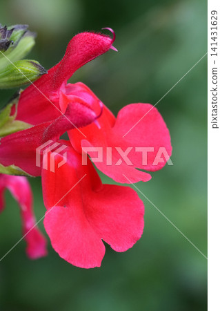 Vibrant Red Sage Blossoms with Lush Green Background, Close-up of Delicate Floral Detail Vibrant Red Sage Blossoms with Lush Green Background, Close-up of Delicate Floral Detail 141431629