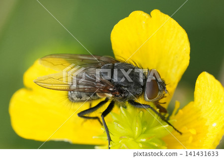Closeup on a hairy Common cluster fly Pollenia rudis fly sitting in a yellow flower Closeup on a hairy Common cluster fly Pollenia rudis fly sitting in a yellow flower 141431633