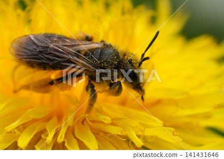 Close up macro view of a solitary insect, Lasioglossum, covered in pollen on a vibrant yellow flower Close up macro view of a solitary insect, Lasioglossum, covered in pollen on a vibrant yellow flower 141431646