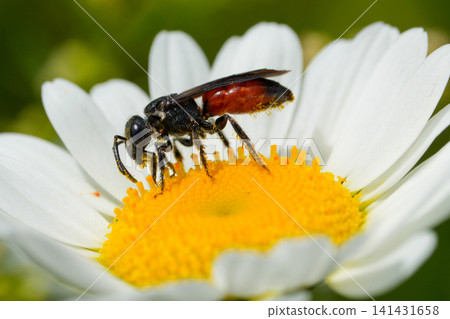 Tiny parasitic Blood bee, Sphecodes with black head and red abdomen on a vibrant white and yellow daisy bloom in natural light Tiny parasitic Blood bee, Sphecodes with black head and red abdomen on a vibrant white and yellow daisy bloom in natural light 141431658