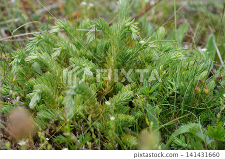 Vibrant small green Lycopodium plant close-up in natural outdoor setting, showing delicate texture and fresh appearance Vibrant small green Lycopodium plant close-up in natural outdoor setting, showing delicate texture and fresh appearance 141431660
