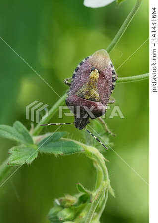 Tiny brown and green stink sloe bug or Hairy Shieldbug Dolycoris baccarum on a vibrant green plant stem, macro close-up Tiny brown and green stink sloe bug or Hairy Shieldbug Dolycoris baccarum on a vibrant green plant stem, macro close-up 141431664