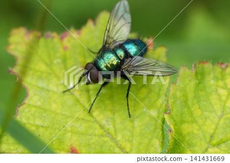 Vibrant metallic green housefly, Lucila species, with transparent wings rests on a textured green leaf in natural outdoor light Vibrant metallic green housefly, Lucila species, with transparent wings rests on a textured green leaf in natural outdoor light 141431669