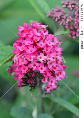 Vibrant pink Buddleja davidii flower cluster bloom against a soft green background, showcasing the beauty of a garden plant Vibrant pink Buddleja davidii flower cluster bloom against a soft green background, showcasing the beauty of a garden plant 141431670