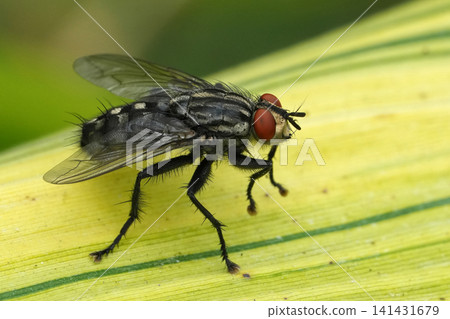 Housefly close-up on a leaf with vibrant red eyes, detailed macro shot showcasing intricate insect anatomy in nature Housefly close-up on a leaf with vibrant red eyes, detailed macro shot showcasing intricate insect anatomy in nature 141431679