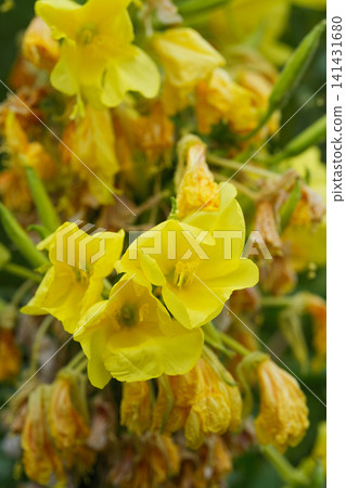 Vibrant Yellow Blooms of Evening Primrose, Oenothera, with Soft Green Foliage in Bright Sunlight Vibrant Yellow Blooms of Evening Primrose, Oenothera, with Soft Green Foliage in Bright Sunlight 141431680