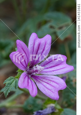 Vibrant Purple Mallow Bloom Close Up in Natural Setting, Delicate Petals and Detailed Center in Soft Light Vibrant Purple Mallow Bloom Close Up in Natural Setting, Delicate Petals and Detailed Center in Soft Light 141431681
