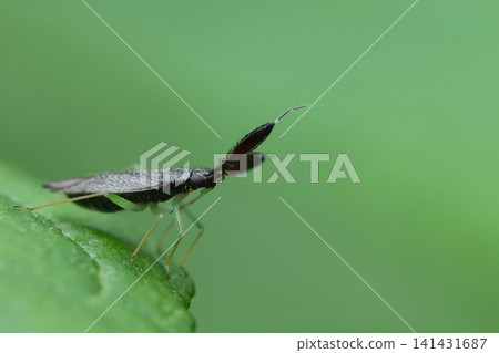 Tiny Heterotoma planicornis plant bug insect perched on a vibrant green leaf, macro shot showcasing delicate details and elegance Tiny Heterotoma planicornis plant bug insect perched on a vibrant green leaf, macro shot showcasing delicate details and elegance 141431687