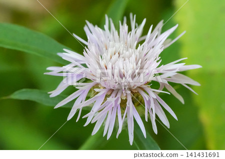 Delicate Light Purple Centaurea Spiky Petal Flower Blossom Against Soft Green Background in Gentle Daylight 141431691