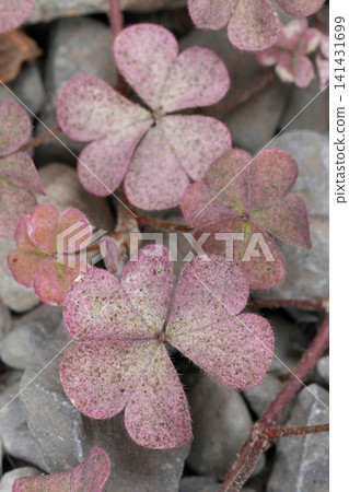 Delicate heart-shaped Wood-sorrel, Oxalis pink leaves against a backdrop of smooth gray river stones in natural light Delicate heart-shaped Wood-sorrel, Oxalis pink leaves against a backdrop of smooth gray river stones in natural light 141431699