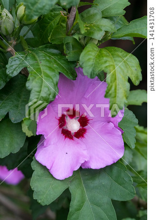 A vibrant purple rose of Sharon or shrub althea flower with deep red center nestled amongst lush green leaves A vibrant purple rose of Sharon or shrub althea flower with deep red center nestled amongst lush green leaves 141431708