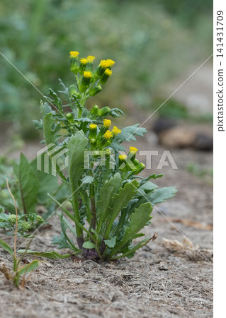 Small Yellow Groundsel, old-man-in-the-spring, Senecia vulgaris Flowers Bloom. Green Plant in Dry Soil with Blurry Background Small Yellow Groundsel, old-man-in-the-spring, Senecia vulgaris Flowers Bloom. Green Plant in Dry Soil with Blurry Background 141431709