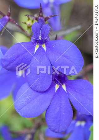 Vibrant Blue Garden, edging or trailing lobelia erinus, Floral Blossom Close-up with Delicate Petals with Subtle Yellow Accents Vibrant Blue Garden, edging or trailing lobelia erinus, Floral Blossom Close-up with Delicate Petals with Subtle Yellow Accents 141431710