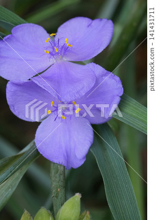 Vibrant Virginia spiderwort, Tradescantia virginiana purple flower in bloom close-up with lush green foliage, delicate petals Vibrant Virginia spiderwort, Tradescantia virginiana purple flower in bloom close-up with lush green foliage, delicate petals 141431711