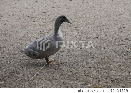 A solitary grey duck, likely a domestic type, stands calmly on a dusty, natural ground with subtle textures A solitary grey duck, likely a domestic type, stands calmly on a dusty, natural ground with subtle textures 141431719