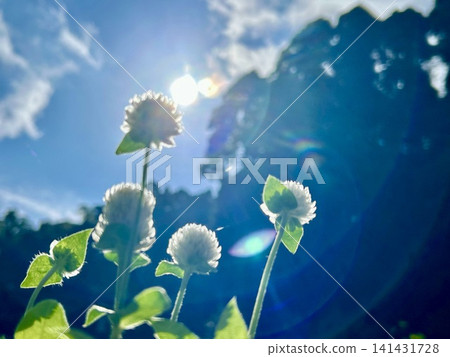 Gomphrena globosa blooms facing the sun Gomphrena globosa blooms facing the sun 141431728