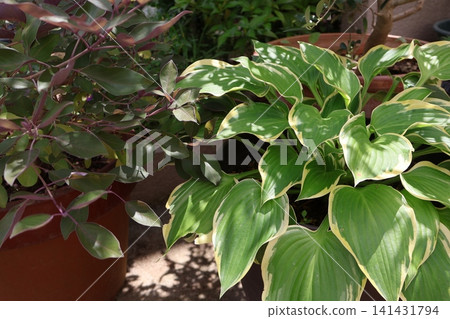 花葉玉簪與牡荊 花葉玉簪與牡荊 141431794