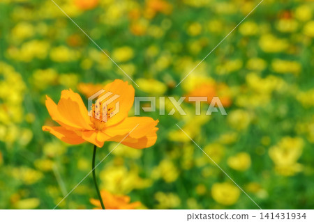 Orange yellow cosmos flowers blooming against a backdrop of a blurred flower field. Orange yellow cosmos flowers blooming against a backdrop of a blurred flower field. 141431934