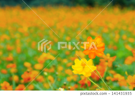 Yellow and orange cosmos flowers bloom against a backdrop of a blurred flower field. Yellow and orange cosmos flowers bloom against a backdrop of a blurred flower field. 141431935