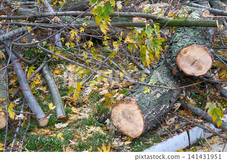 Trunks of felled tree after sawing during land clearing Trunks of felled tree after sawing during land clearing 141431951