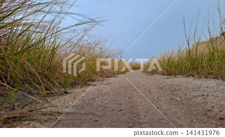 Dry and Green Grass Texture Full Frame Close Up Dry and Green Grass Texture Full Frame Close Up 141431976