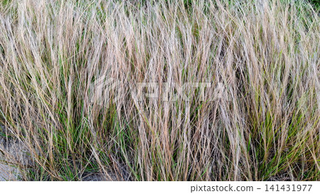 Dry Wavy Grass Texture Vertical Background Pattern Dry Wavy Grass Texture Vertical Background Pattern 141431977