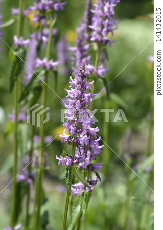 Common hedgenettle Common hedgenettle 141432015