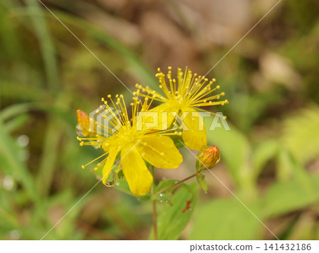 高山植物的黃色花朵和雨滴 高山植物的黃色花朵和雨滴 141432186