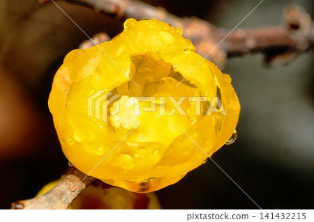 Winter jasmine flowers after the rain Winter jasmine flowers after the rain 141432215