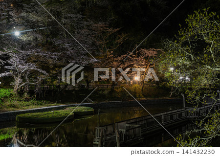 靜岡縣濱松市奧山公園的櫻花在燈光的襯托下熠熠生輝 靜岡縣濱松市奧山公園的櫻花在燈光的襯托下熠熠生輝 141432230