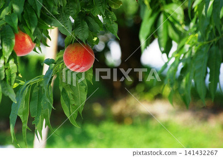 The appearance of ripe peaches that are in season. The appearance of ripe peaches that are in season. 141432267