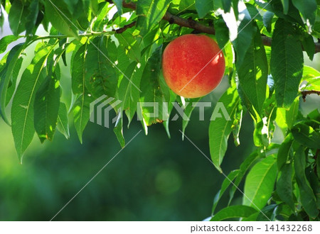 The appearance of ripe peaches that are in season. The appearance of ripe peaches that are in season. 141432268