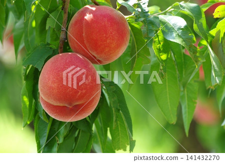 The appearance of ripe peaches that are in season. The appearance of ripe peaches that are in season. 141432270
