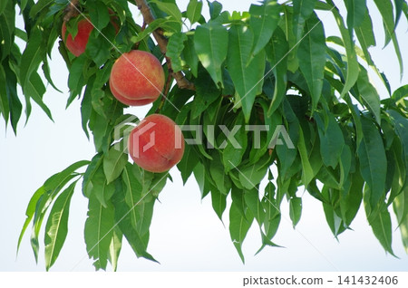 The appearance of ripe peaches that are in season. The appearance of ripe peaches that are in season. 141432406