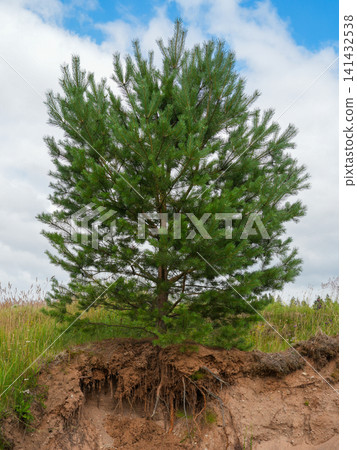 Scots Pine Tree with Exposed Root System Growing on Sandy Soil Erosion Cliff in Natural Landscape View Scots Pine Tree with Exposed Root System Growing on Sandy Soil Erosion Cliff in Natural Landscape View 141432538