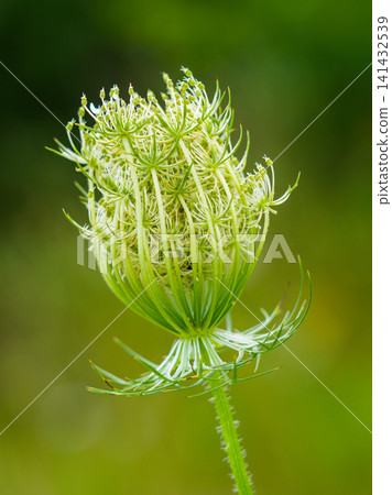 Wild Queen Anne's Lace Flower Bud Close Up with Intricate Green Bracts in Natural Summer Meadow Scene Wild Queen Anne's Lace Flower Bud Close Up with Intricate Green Bracts in Natural Summer Meadow Scene 141432539