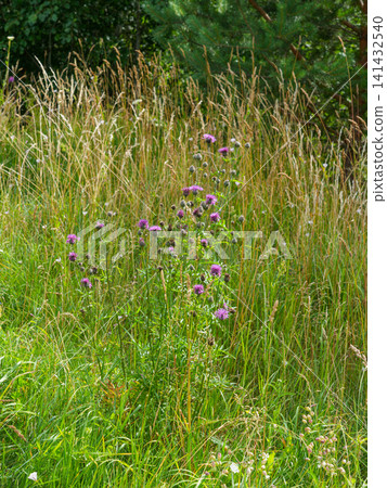 Purple Knapweed Wildflowers Blooming in Natural Summer Meadow with Tall Grasses and Forest Background View 141432540